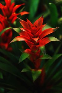 Close-up of red flower blooming outdoors