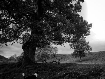 Tree on field against sky