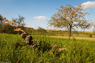 Scenic view of grassy field against sky