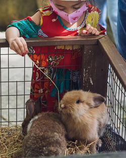 A little girl is feeding cute brown bunnies in a wooden cage.