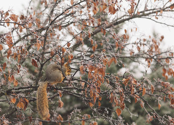 Close-up of squirrel on tree during winter