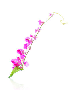 Close-up of pink flowering plant against white background