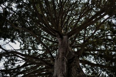 Low angle view of tree