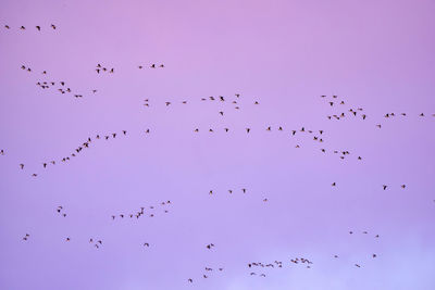 Flock of birds flying against sky during sunset