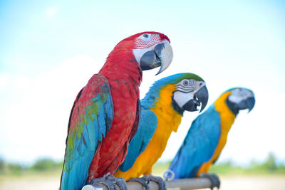 Close-up of two birds perching on the wall