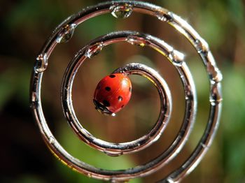 Close-up of ladybug on leaf