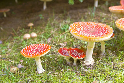 Close-up of fly agaric mushroom on field