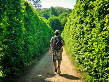 Rear view of man walking on footpath amidst plants