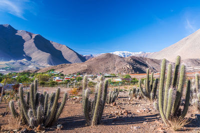 Cactus plants growing in desert against blue sky during sunny day