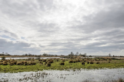 View of wetlands against sky