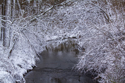 Bare trees by river during winter