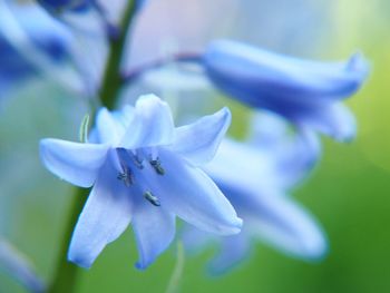 Close-up of purple flowering plant