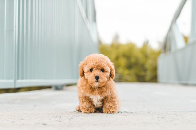 Portrait of dog sitting outdoors