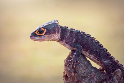 Close-up of a lizard