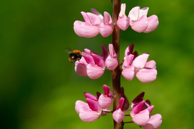 Close-up of bee pollinating on pink flower