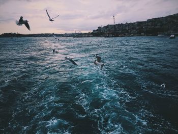 Birds flying over sea against sky