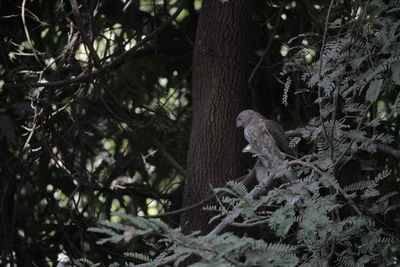 View of a cat sitting on tree trunk