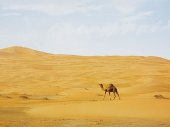 Camel on desert