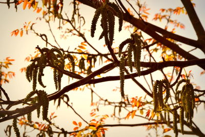 Low angle view of silhouette tree against sky