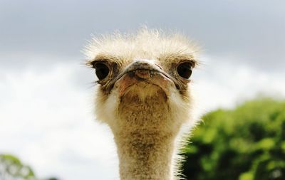 Close-up portrait of ostrich against sky