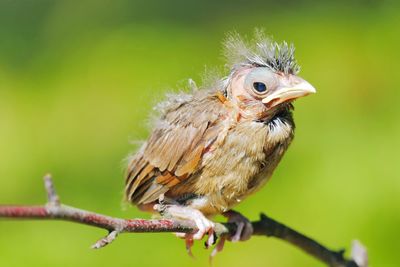 Close-up of bird perching on branch