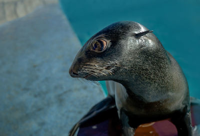 Close-up of young seal in aquarium