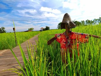 Scarecrow on agricultural field