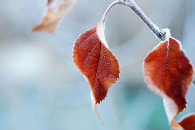 Close-up of water drops on branch during autumn