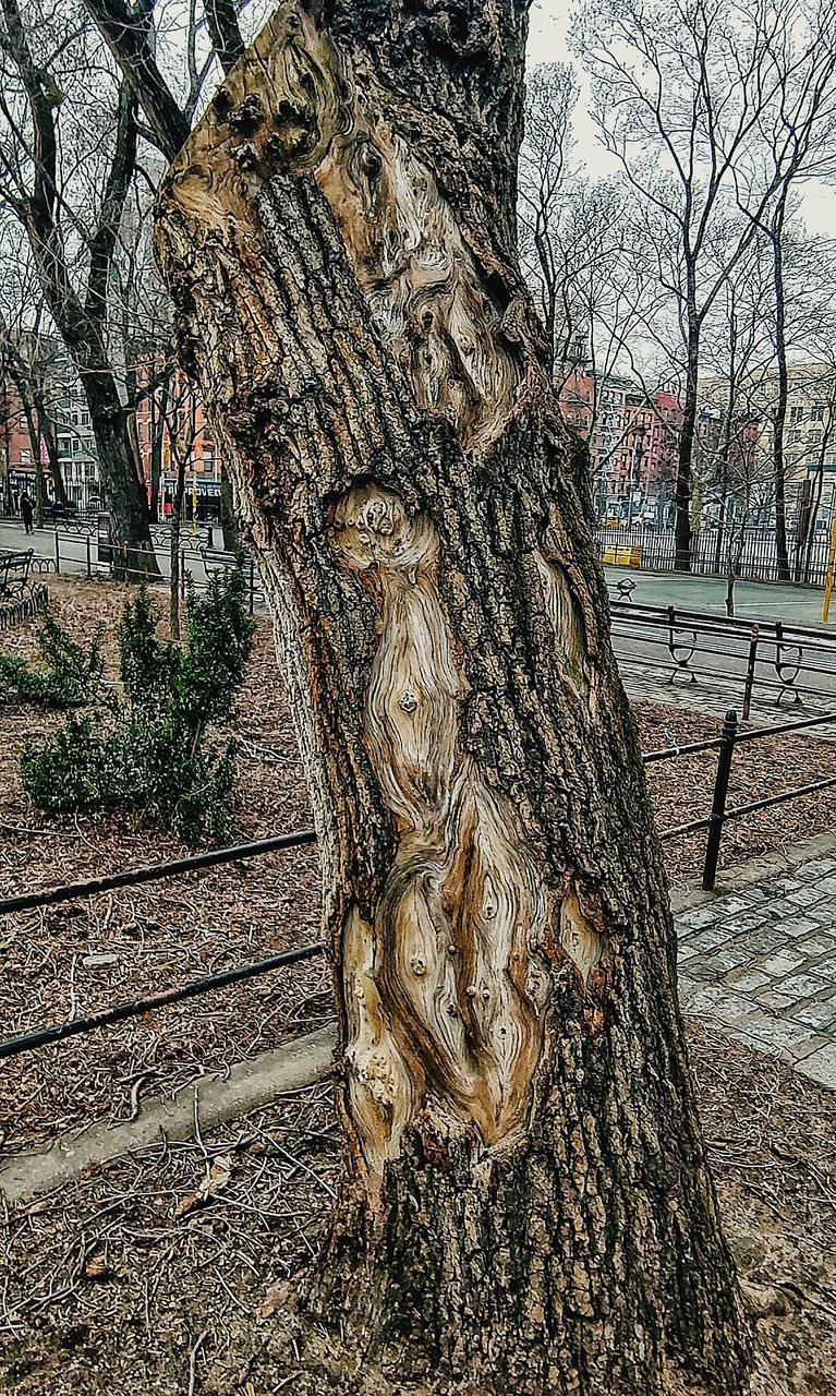 tree, tree trunk, plant, trunk, day, nature, no people, bare tree, outdoors, architecture, winter, land, park, growth, built structure, field, cold temperature, bark, park - man made space, dead plant