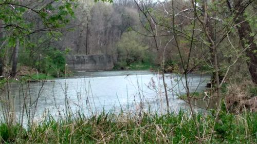 Scenic view of lake in forest