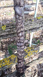 Close-up of tree trunk