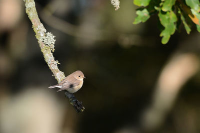 Close-up of bird perching on a plant