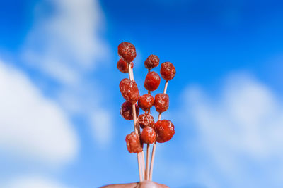 Low angle view of red berries against blue sky