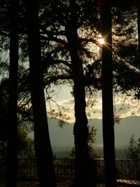 Silhouette of trees at sunset