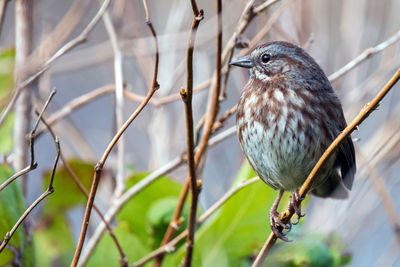 Close-up of bird perching on branch