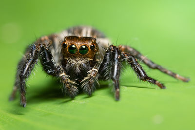 Close-up of jumping spider on leaf