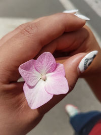 Close-up of hand holding pink flower