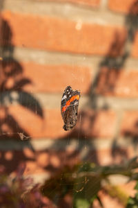 Close-up of spider on web