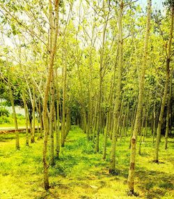 Trees growing in forest