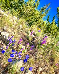 Flowers growing on field against sky