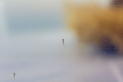 High angle view of a bird on snow