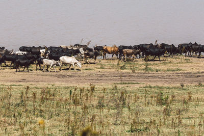 High angle view of cattle by the lake