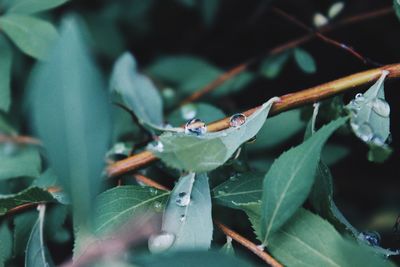 Close-up of insect on plant