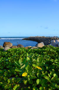 Scenic view of sea against clear sky