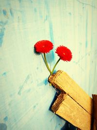 Close-up of red flowers on table