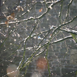 Close-up of twigs on twig