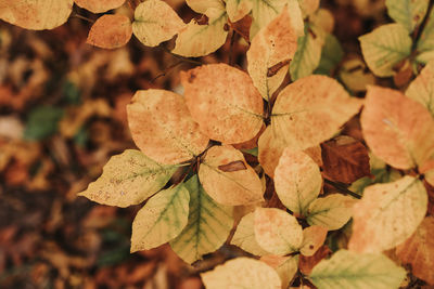 Close-up of leaves on plant in field