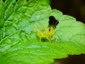 Close-up of insect on leaf