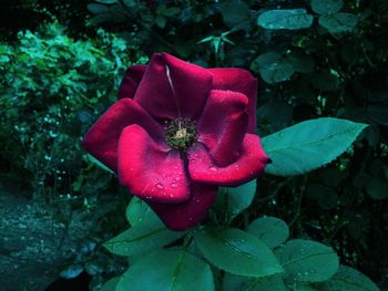 Close-up of pink flower blooming outdoors