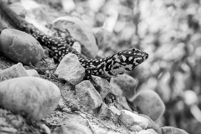 Close-up of rocks